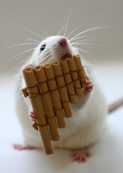 Fororchestra:  This Mouse Is So Stupid. Seriously, Who Holds A Banjo Like That? 