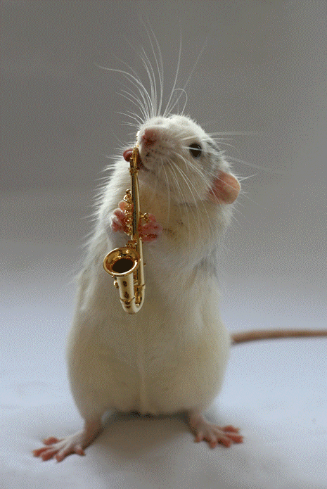 fororchestra:  This mouse is so stupid. Seriously, who holds a banjo like that? 