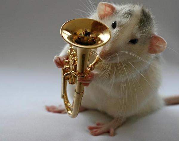 fororchestra:  This mouse is so stupid. Seriously, who holds a banjo like that? 