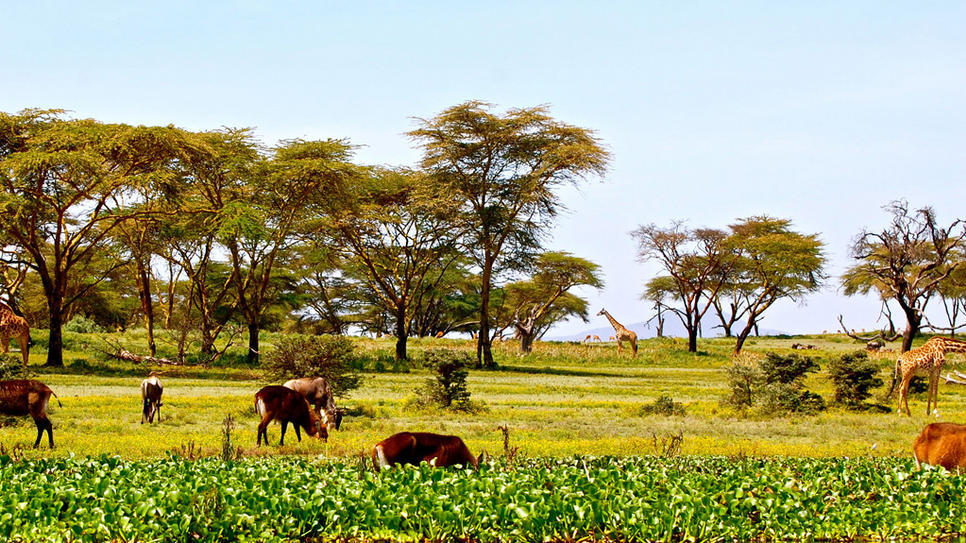 Lake Naivasha National Park in Kenya