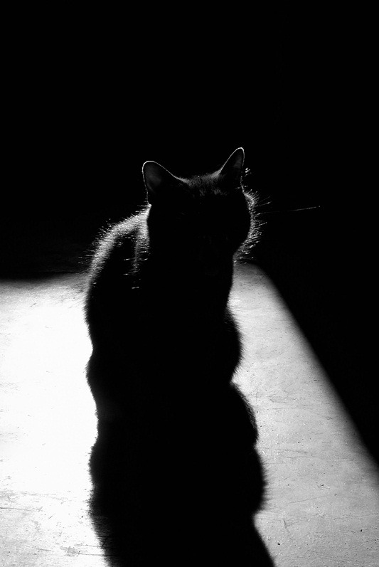 banishedfromcamelot:  Photo by Sweet Dream 