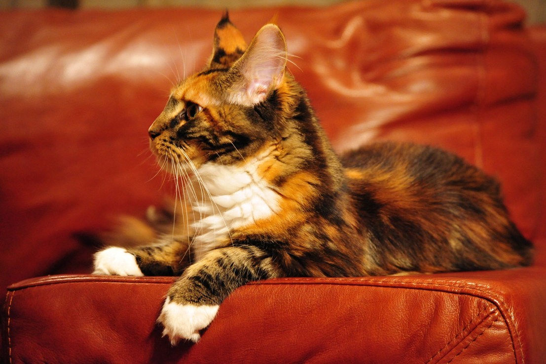 CindyKitten Loves You