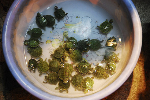 sorry-im-an-anglophile:blackstarvevo:dirkerdoodles:shoopei:look at the kittensthese are turtles