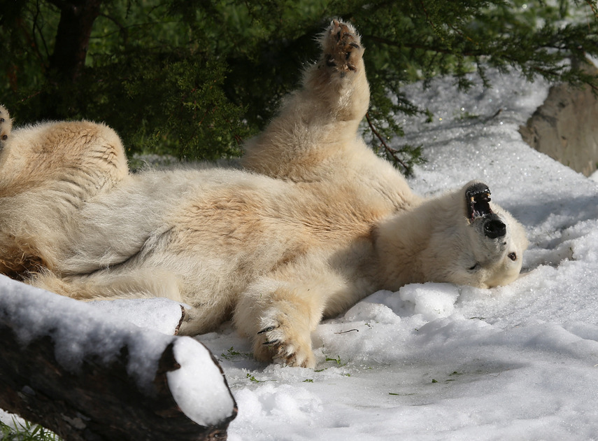 Photo of the day: Pike the polar bear frolics in snow
A very happy Pike rolls around in the manmade snow inside his enclosure at the San Francisco Zoo. Given that the typical life expectancy of a wild polar bear is 15 years, Pike and Ulu are some of...