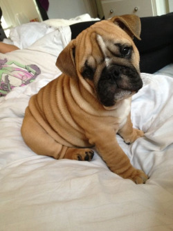 Xhuerofeox:  Hello Little Fatty ^_^