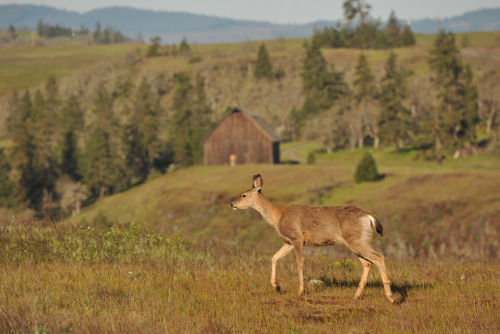 black-tailed deer