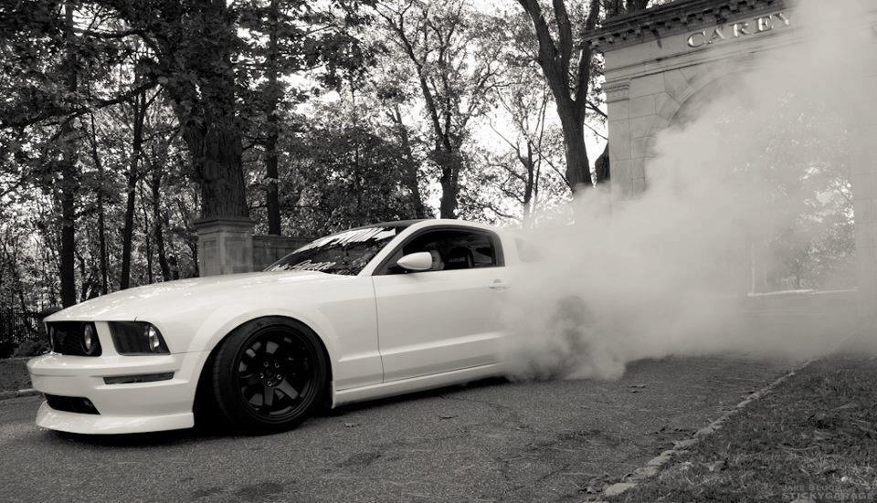 Ford Mustangs