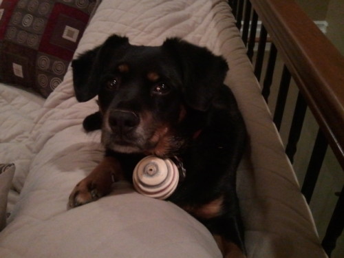 I am dirty from playing all day and now I am sitting on the back of the couch (mommy keeps them covered for this reason) with my favorite ball.