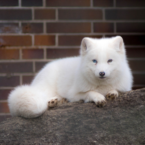 Arctic Fox - Berlin Zoo (by SoundHornOK)