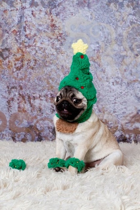 nowisgreater:  the-absolute-best-posts:     It’s that time of year again, folks. Time for happy Christmas pug. 