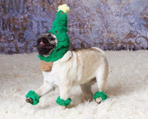 nowisgreater:  the-absolute-best-posts:     It’s that time of year again, folks. Time for happy Christmas pug. 