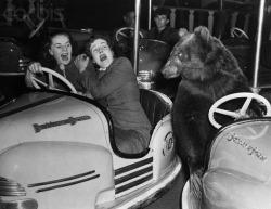 18 Dec 1954, London, England, UK - The driver of the bumpmobile at right &lsquo;bears&rsquo; left to avoid hitting two shrieking females at a London fun fair. The girls are Wynne Shearme (left), 23, and Marjorie Kennedy, 22.