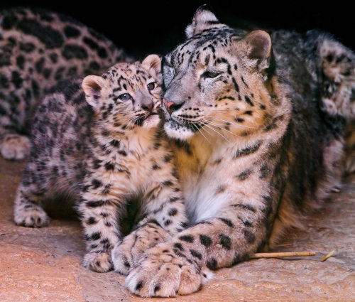 Sex Majestic … Snow Leopard and cub pictures