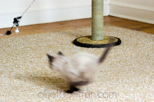See Ollie run? Run, Ollie, run! (Ollie the Kitten)