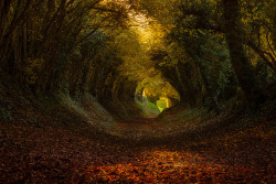  West Sussex, England (by FinnHopson) 