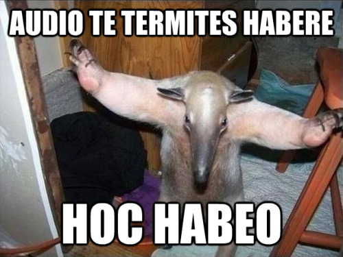 Audio te termites habereHoc habeoI hear that you have termitesI got this