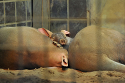 son-pereda:  via photo_by_tsukunemum 009 by tsukunepapa on Flickr. the Aardvark family @東京、上野動物園 Ueno Zoo, Tokyo. 