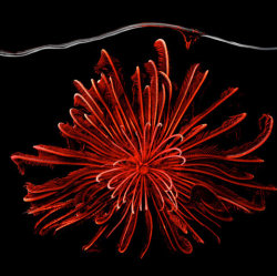 Ocean blossom (Red Featherduster Starfish)