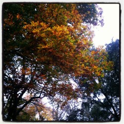 apljuc:  Yay for fall colors! :D  Wish we got fall colors where I lived&hellip; :-/