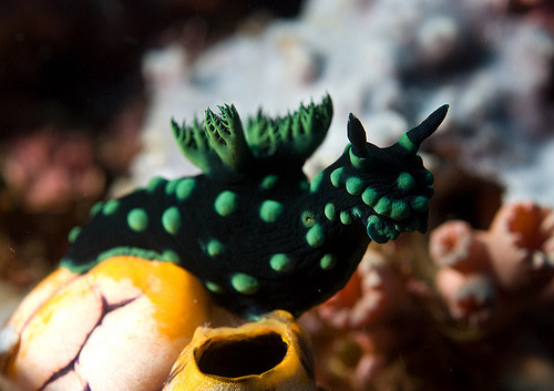astronomy-to-zoology:  Nembrotha cristata like most nudibranchs this species has no official common name. they can be found in tropical Indo-Western Pacific oceans. they grow up to 50mm in length and their body is black but their external organs