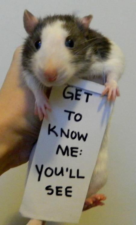 littlecritter35:If you want to get your kid a small rodent, get a rat. Not a hamster. Hamsters are e