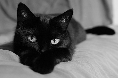 th3skinny:  jwtroemner:  archetypalboner:  unfollower:  PSA: If you’re thinking about adopting a cat this Christmas, a lot of shelters have “Black Friday” sales where it’s substantially cheaper to adopt black cats. Black cats in shelters have