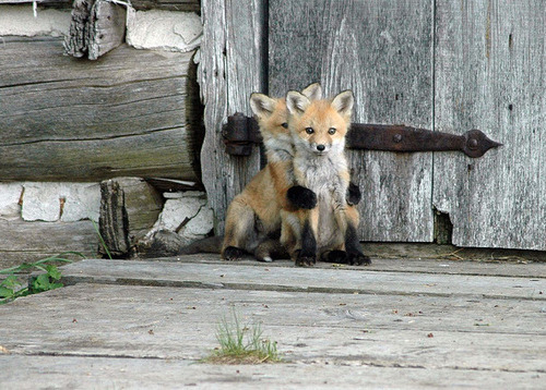  dickfuentes:  its a sHY BABY FOX HIDING BEHIND ANOTHER BABY FOX AWWWW ISF  