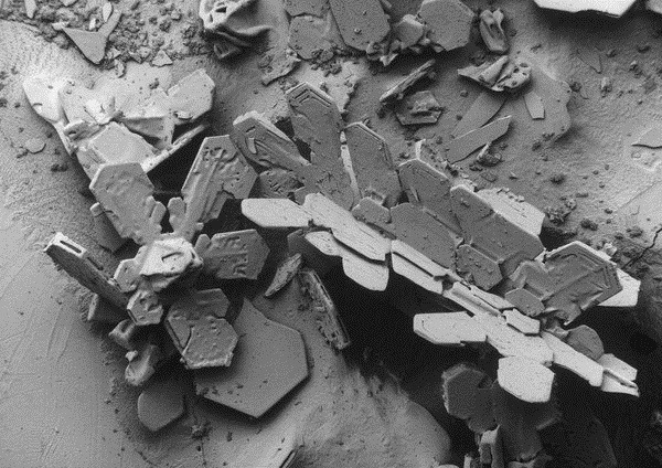 rcruzniemiec:  Snow Amazing photos of snow taken through a microscope found here.