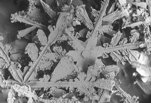 rcruzniemiec:  Snow Amazing photos of snow taken through a microscope found here.