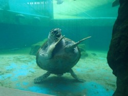 thefrogman:  That awkward moment when a turtle is a better dancer than you.  [source]  we turtles get down.