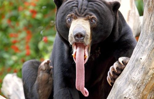 buffdaddyjohn:  ybee:  ive been laughing for the last half an hour because sun bears