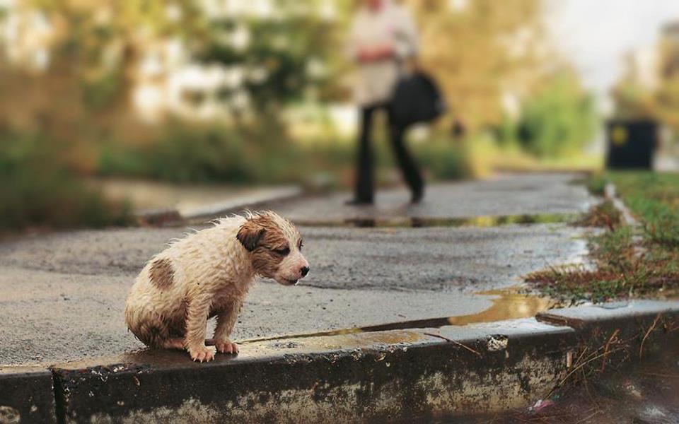 conciencia-animal:  Muchos de ellos no llegarán a encontrar un hogar. Muchos de