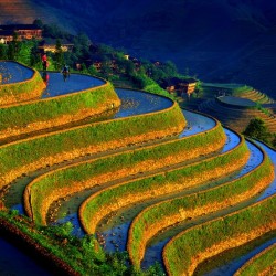 Undulation (Rice Terraces, China)