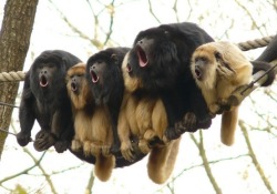 Jungle chorus (Howler Monkeys)
