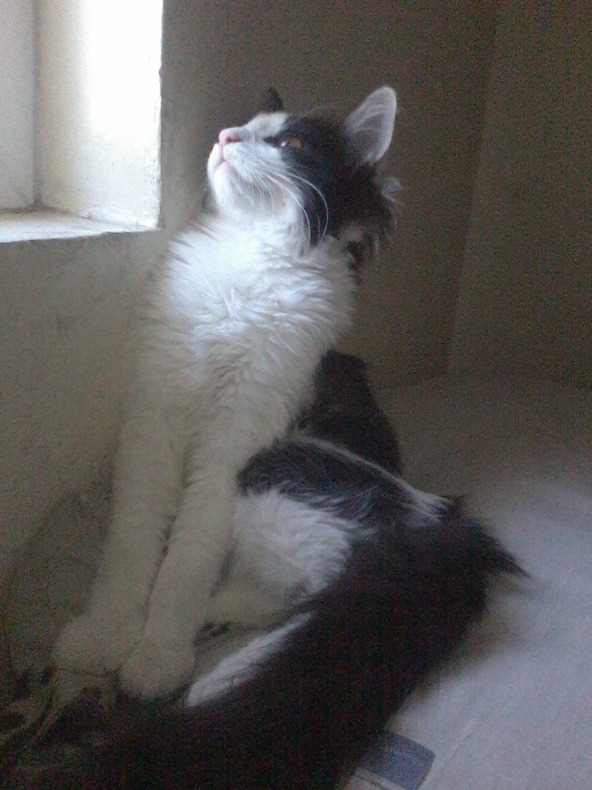 Lady Gallifrey
