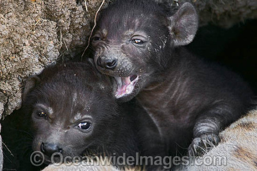 hyena cub