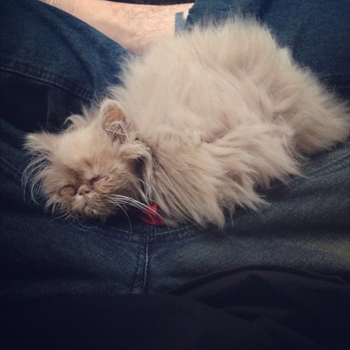 sampepper:  Yoda loves to sleep on my lap. http://instagr.am/p/SKz2jlH61U/