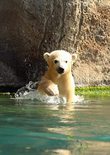 earthlynation:  polar bear by erika villa 