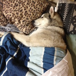 He gets more of the bed than I do! We need our girls @corrine_destruction and #carladestruction #boston #husky #malamute #cute #dogsofinstagram #dog #photooftheday #leopard #tattyslip #boyswithtattoos #forza