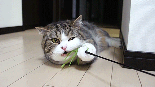 kabayaki:  保存したけどタイトル付けるのに困った動物の画像