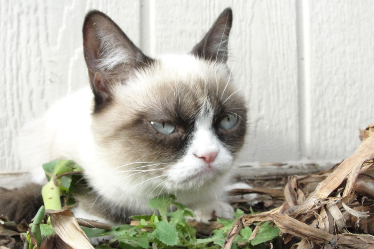 The Daily Grump | November 18, 2012
 More inventory was added to The Grump Cat Shop https://shop.grumpycats.com