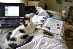 cutest-cats:  Two of my babies; Harley(the curious one looking at the camera) and Bailey(the sleepy head in the background) :)