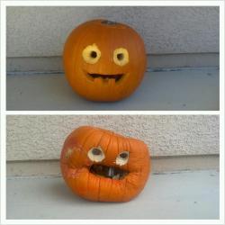 wailtothethief:  radgreymon:  pumpkins age like white people  JESUS FUCK I AM IN A CLASS AND I’M TRYING NOT TO LAUGH 