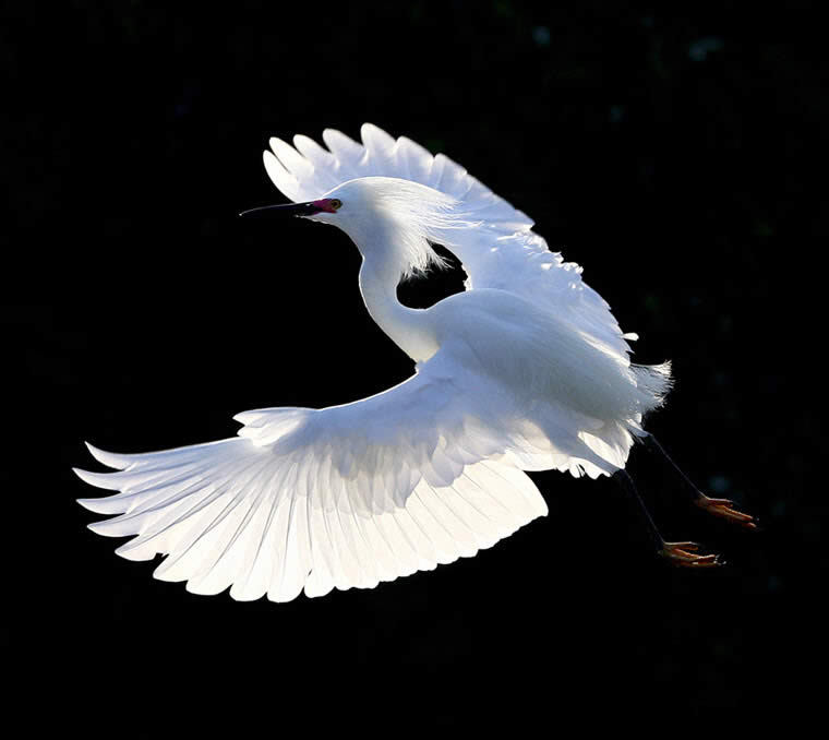 Never Ever Give Up, White flight (Snowy Egret)