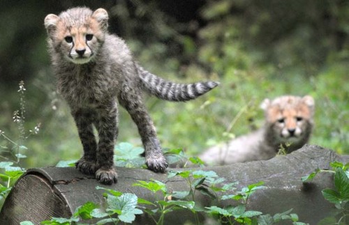 Troublesome twosome (Cheetah cubs) porn pictures