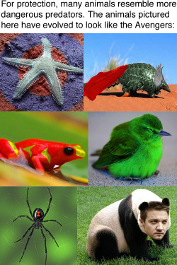 facts-i-just-made-up:  Pictured top left to bottom right: a Patriotic Starfish; a Thorgolin; an Iron Frog; the Bulk; a Black Widow Spider; and the elusive Hawk-Eyed Panda. 