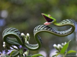 Been into the magic mushrooms again, have we? (Green Vine Snake)
