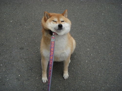 vodkaslumber:  puppy no walky   Lol and the puppy he say No!