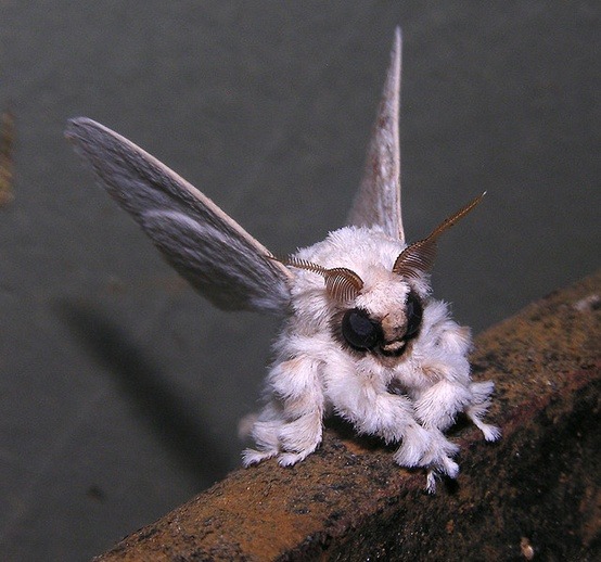 The Poodle Moth, an undiscovered species until it was first photographed by zoologist
