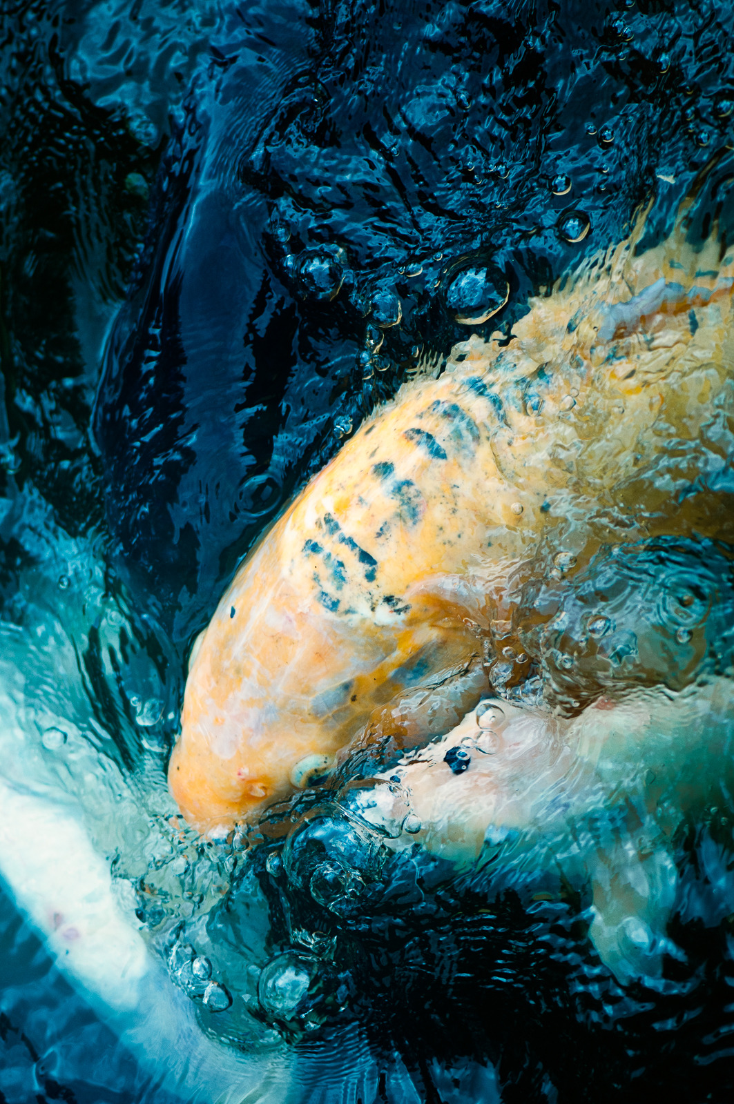melhattie:  Koi fish surfacing with bubbles. Koi series. 